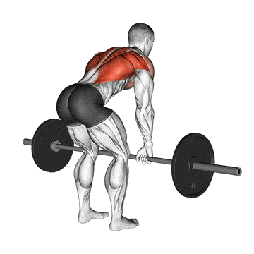 Barbell bent over row gif