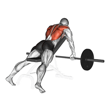 Barbell incline row gif