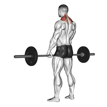 Barbell shrug gif