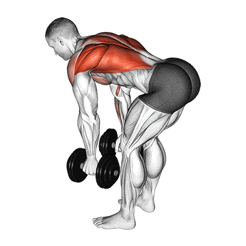 Dumbbell bent over row gif