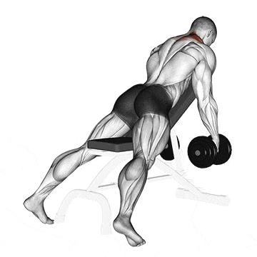 Dumbbell decline shrug v. 2 gif
