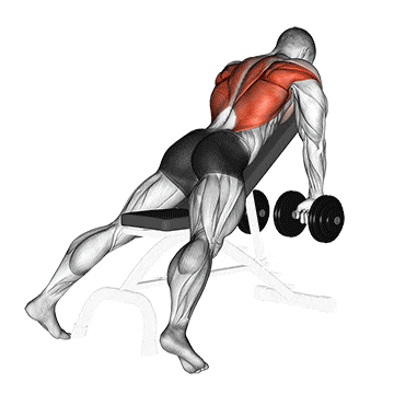 Dumbbell incline row gif