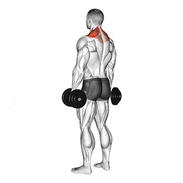 Dumbbell shrug gif