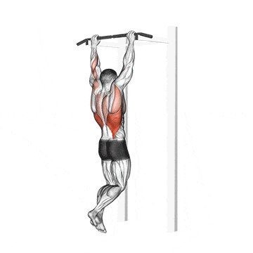 Gironda sternum chin gif