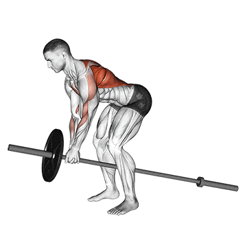Lever bent over row  gif