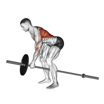 Lever one arm bent over row  gif
