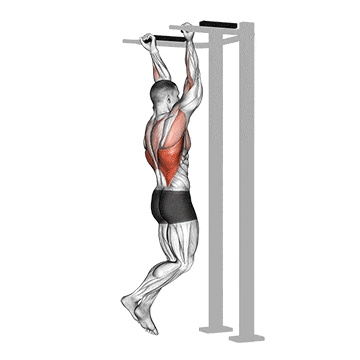 Reverse grip pull-up gif