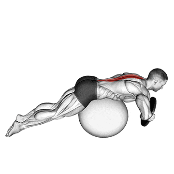 Weighted hyperextension (on stability ball) gif