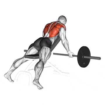 Barbell reverse grip incline bench row gif