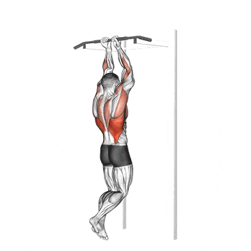 Close grip chin-up gif