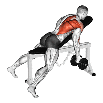Dumbbell reverse grip incline bench one arm row gif