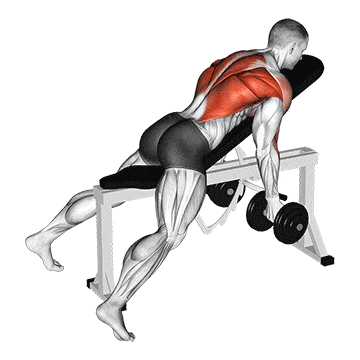 Dumbbell reverse grip incline bench two arm row gif