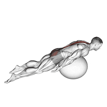 Exercise ball back extension with knees off ground gif