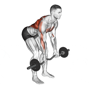 Ez bar reverse grip bent over row gif