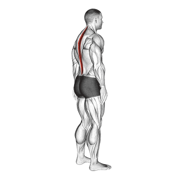Standing pelvic tilt gif