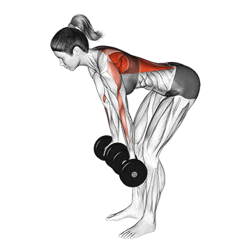Dumbbell reverse grip row (female) gif