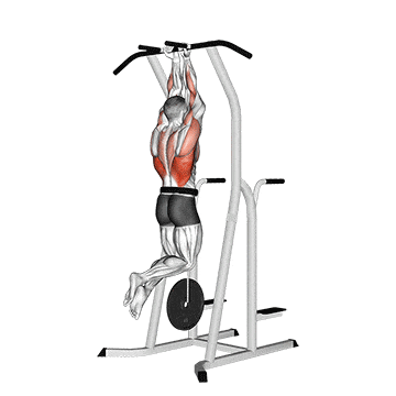 Weighted close grip chin-up on dip cage gif