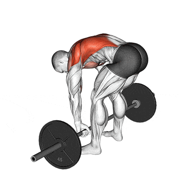 Barbell pendlay row gif