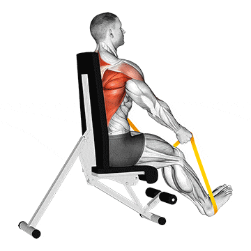 Resistance band seated straight back row gif
